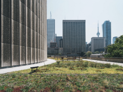 Toronto City Hall green roof