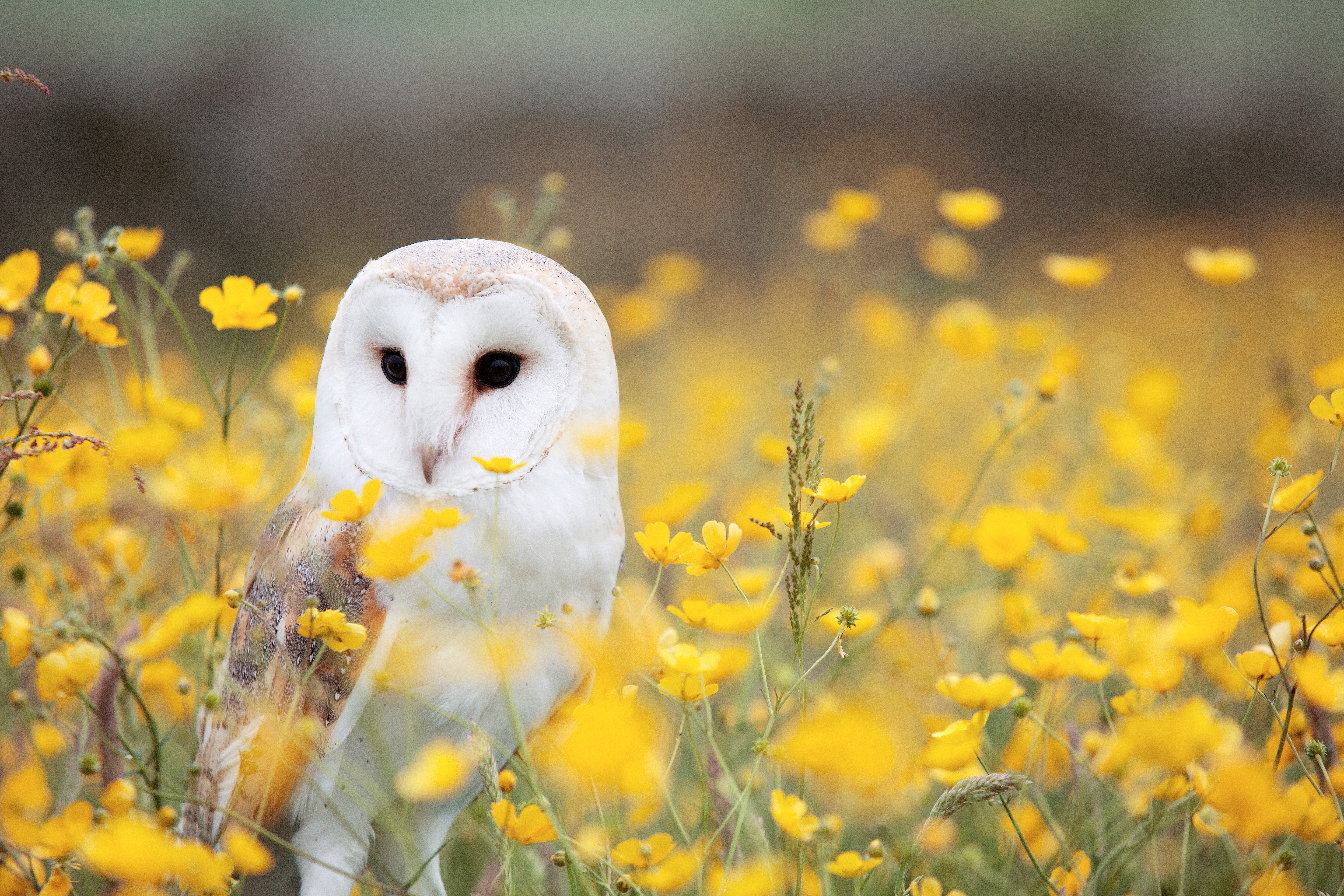 White and beige owl surrounded by yellow flowers