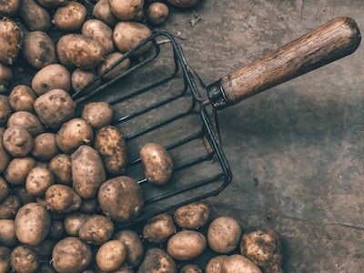 pile of potatoes with gardening fork