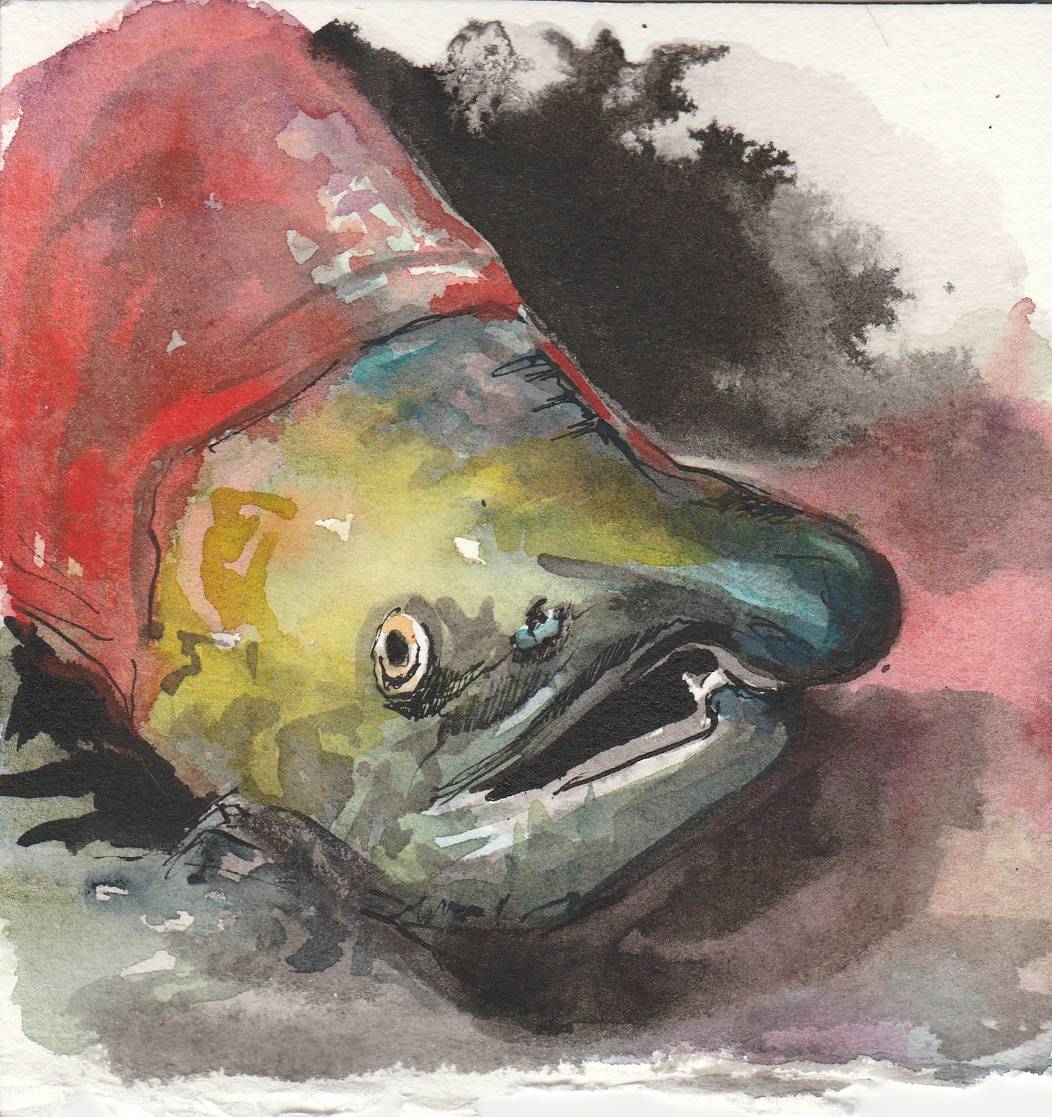 Ink and watercolour painting of a salmon