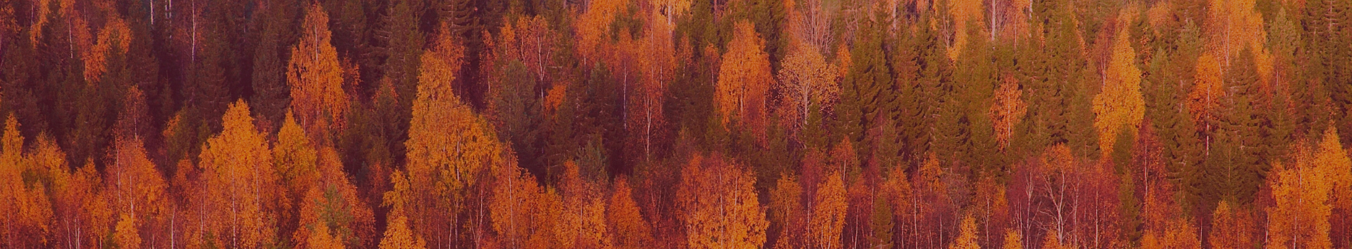 &nbsp;