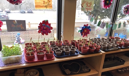 Seedlings sitting in colourful pots in a children's classroom