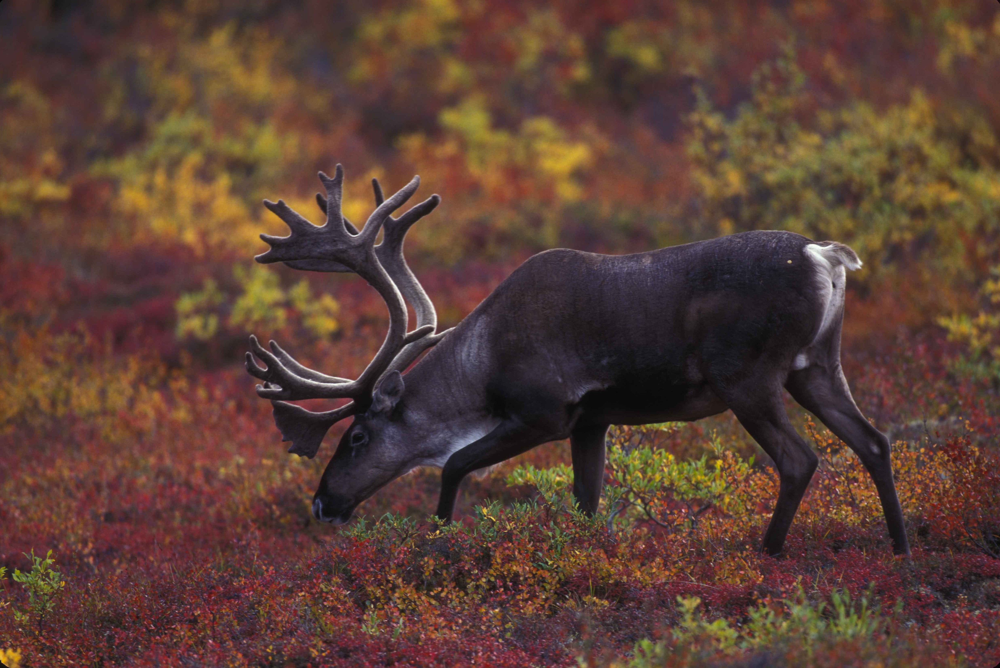 Barren ground caribou grazing with autumn foliage in background