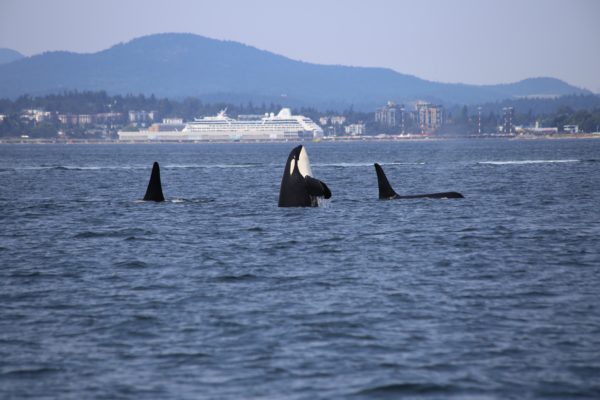 Orcas swimming in ocean in front of BC Ferry