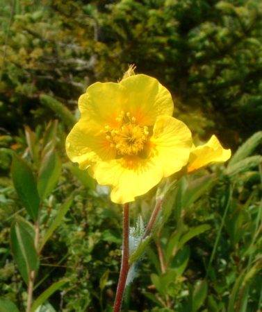 Easter mountain avens yellow flower