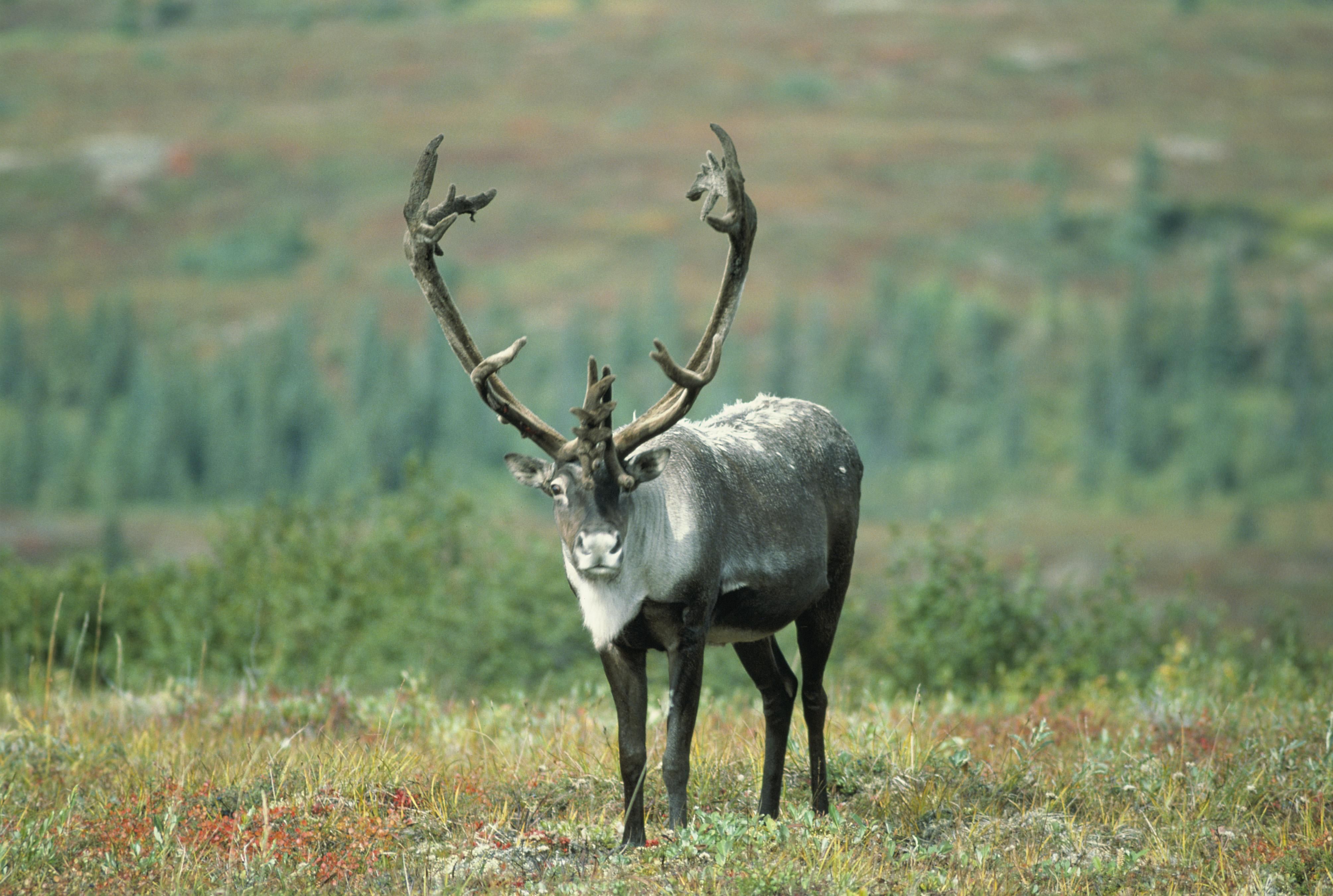 Caribou with large antlers surrounded by grass and forest