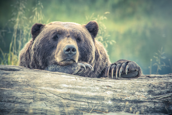 Grizzly bear leaning on log