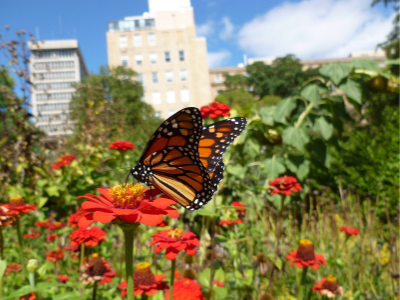 Monarch butterfly pollinating red flower in the city