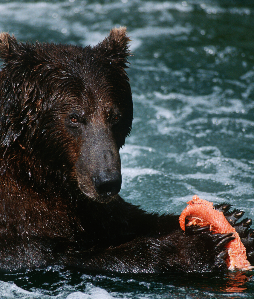 Brown bear eating salmon in water