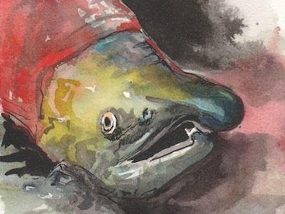 Ink and watercolour painting of a salmon
