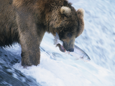 Grizzly bear with fish in mouth in river