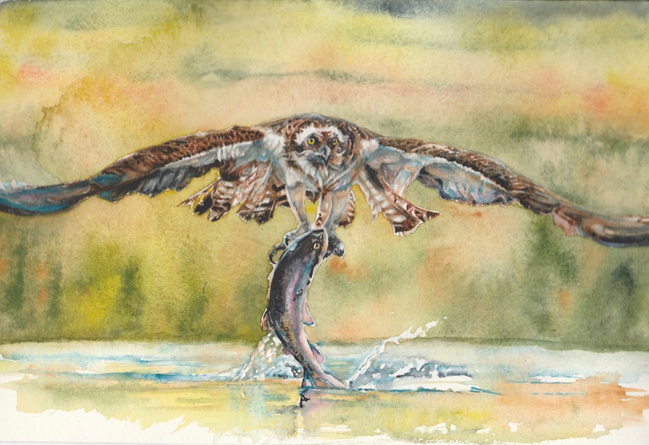 Osprey Hunting - watercolour - Leanne Cadden