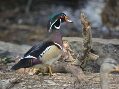 Wood duck