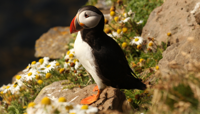 Atlantic puffin on rock with wildflowers