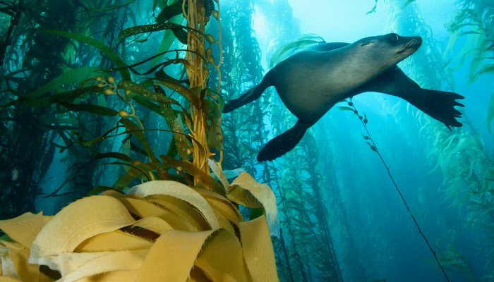Seal swimming among kelp