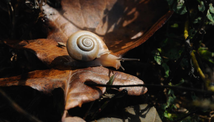 Snail on autumn leaf