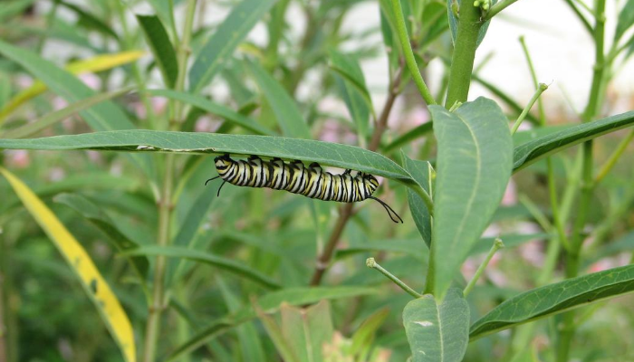 Caterpillar on milkweed plant
