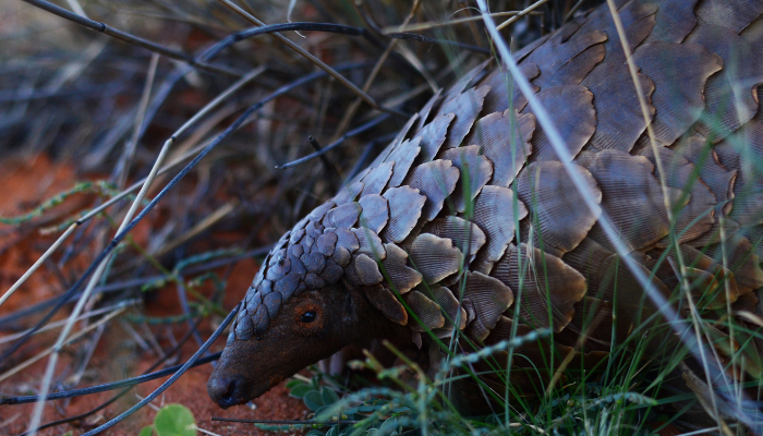 Pangolin with leaves and branches