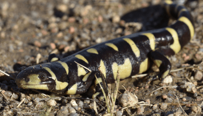 Western Tiger Salamander on gravel