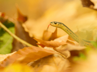 Eastern garter snake in fall leaves