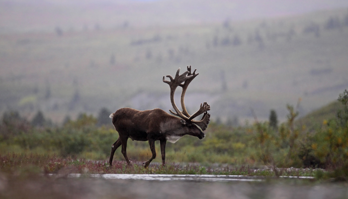 caribou in foggy peatland