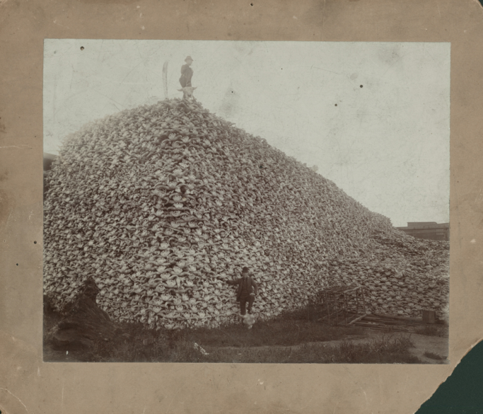 Men standing with pile of buffalo skulls, Michigan Carbon Works, Rougeville Mich., 1892