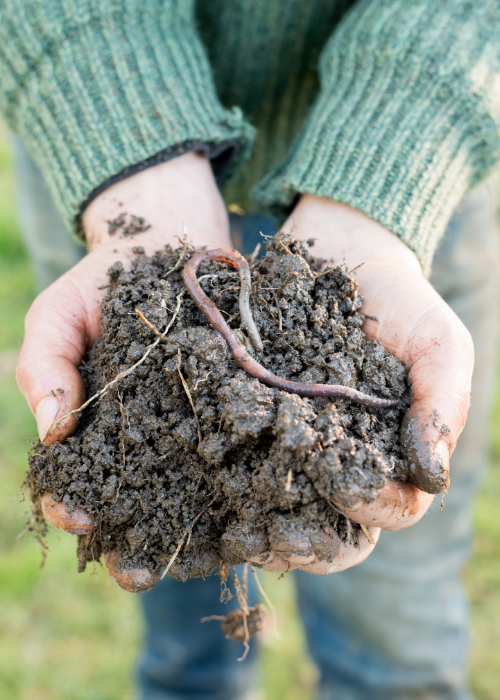 Person with green sweater holding earthworm in dirt