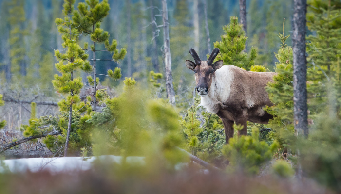 Woodland caribou in forest