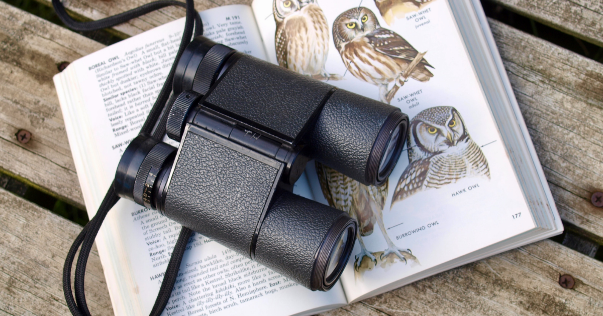 Birding for Beginners