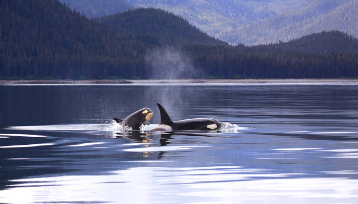 baby orca with mom swimming in the mountains