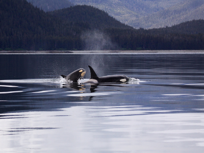 Orca and baby swimming through mountains