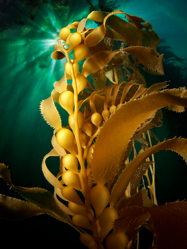 Bull kelp underwater