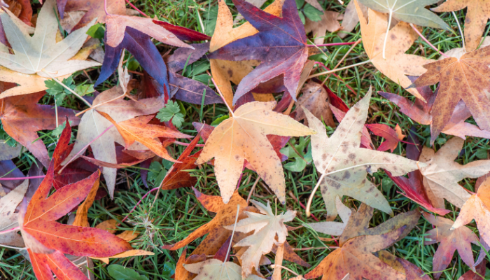 Colourful autumn leaves on grass