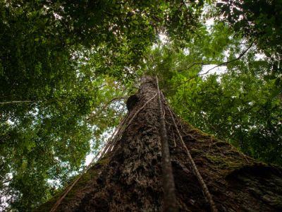 tree trunk in amazon rainforest