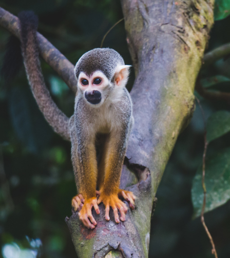 common squirrel monkey in amazon rainforest