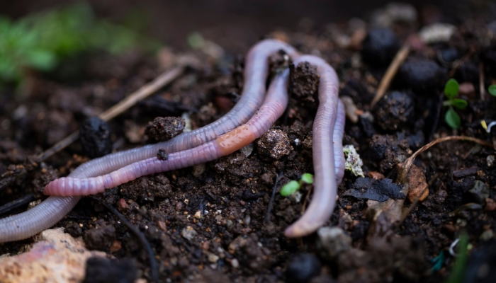 Worms on soil
