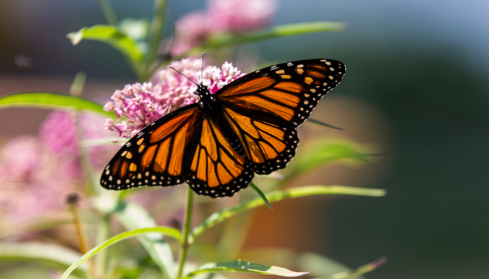 monarch butterfly on milkweed plant