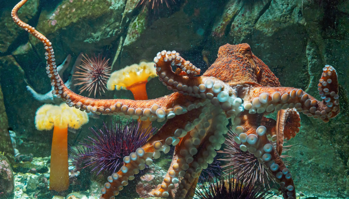 Giant Pacific Octopus swimming in ocean