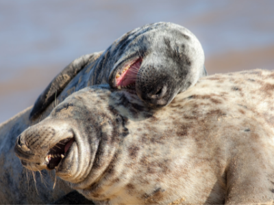 Happy seals