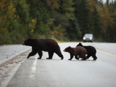 Bear and cubs cross a road