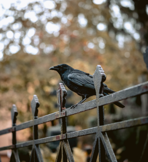 Black crow sitting on fence