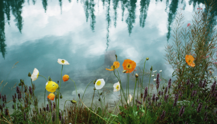 Wildflowers reflected in pond