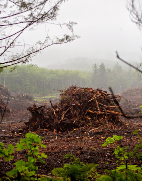 Deforestation in foggy forest