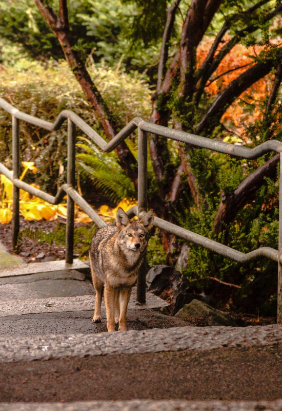 Coyote in city on walkway