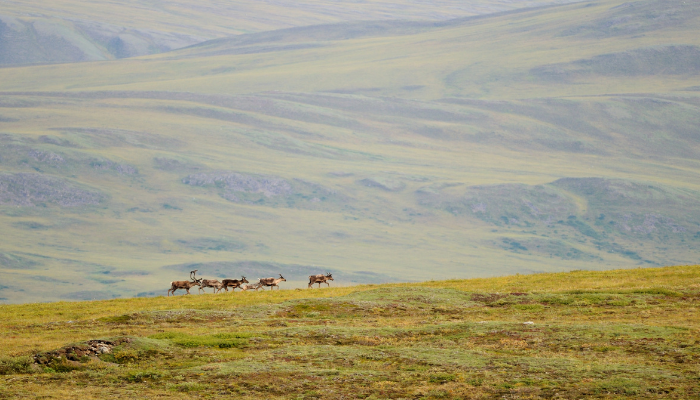 1Caribou travelling through the tundra landscape