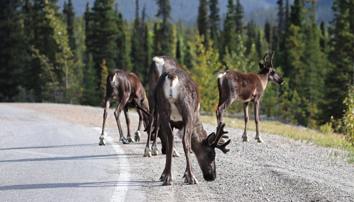 caribou alongside road