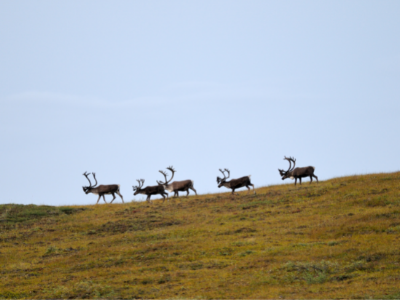 Caribou walking along ridge
