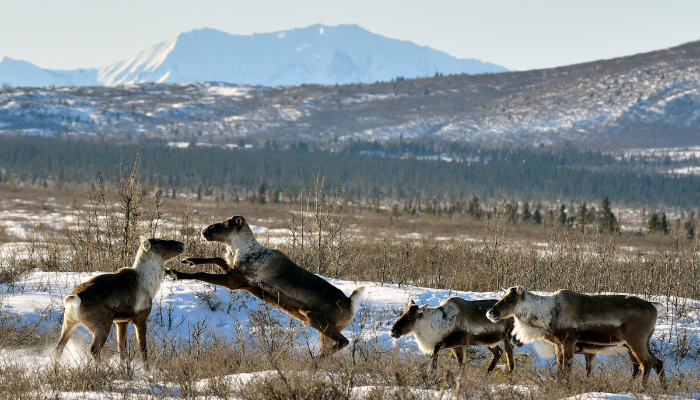 Caribou in the mountains