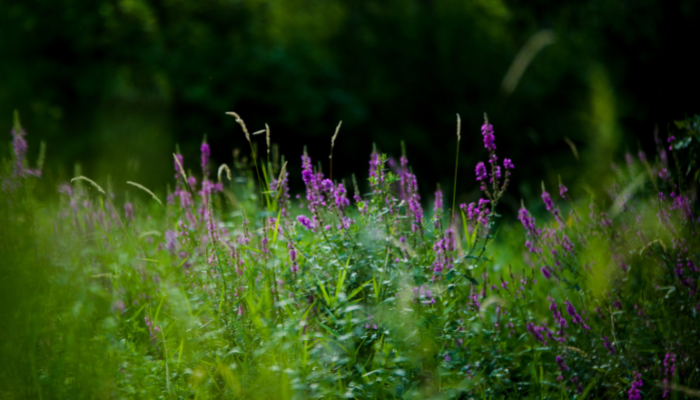 Purple flowers in green field