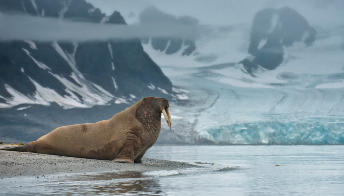 Walrus by water and glacier